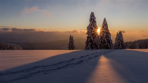 Snow Covered Pine Trees On Snow Field During Sunset Hd Nature