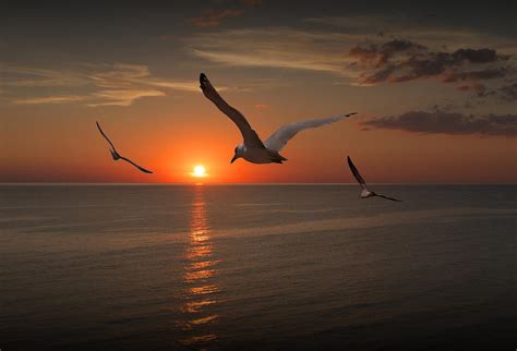 Gulls Flying Towards The Sun Photograph By Randall Nyhof Pixels