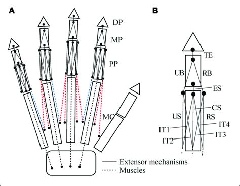 Schematic Diagram Showing How The Interosseous And Extensor Muscles