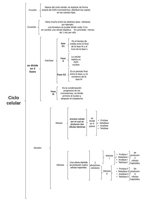 Cuadro Sinoptico De Ciclo Celular Docx Document Kulturaupice