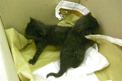Passer By Rescues Dumped Kittens Shropshire Star