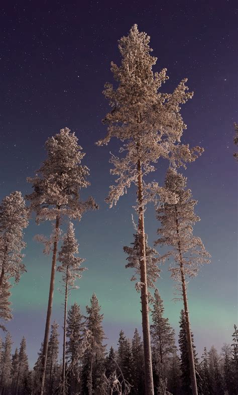 1280x2120 Long Pine Trees Winter Northern Lights Iphone 6 Hd 4k