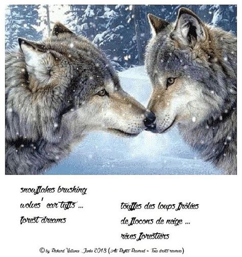 Haiku Snow Wolves620 Wolf Love Two Wolves Wolf Photos