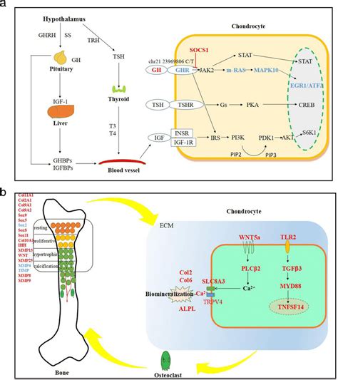 Signaling Pathways Regulating Short Stature In The Debao Pony A The