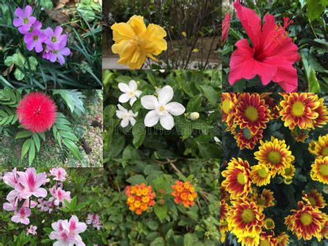 Collage Of Beautiful Variety Of Colorful Flowers And Plants Stock Image