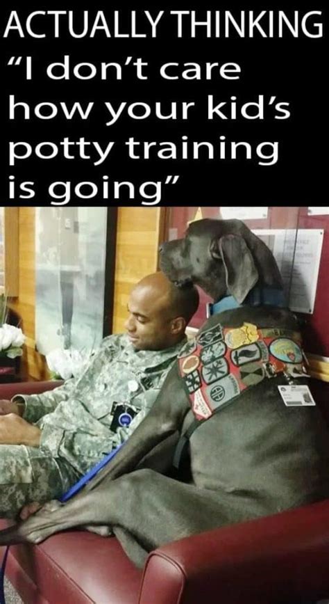 35 Funniest Service Dog Memes Guaranteed To Lol 🤣 Doggypedia