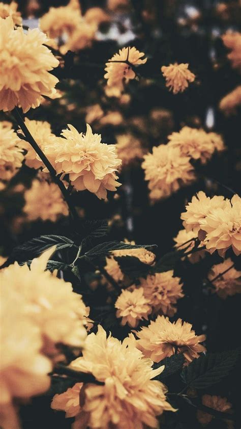 Flower Aesthetic Tumblr Wallpapers - Top Free Flower Aesthetic Tumblr