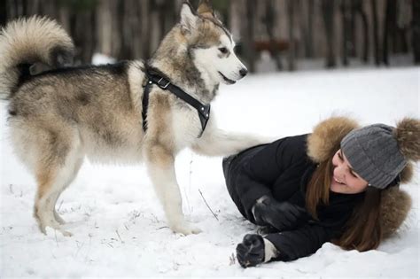 Husky Siberiano Características Temperamento Cuidados Cumbre Pueblos