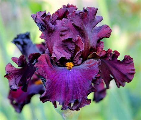 World Of Irises Talking Irises Tall Bearded Irises Companion Plants