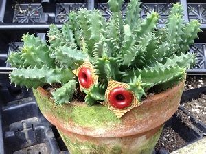 Cacti from desert areas, like the mammillaria and echinocactus, are plump and spiny while those that originally grew in jungle areas are flat or thin and spineless like the rhipsalis and schlumbergera. Life Saver Plant (Huernia zebrina) - Buy it Now!