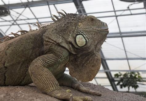 These Large Lizards Have Become Very Popular As Pets Throughout The