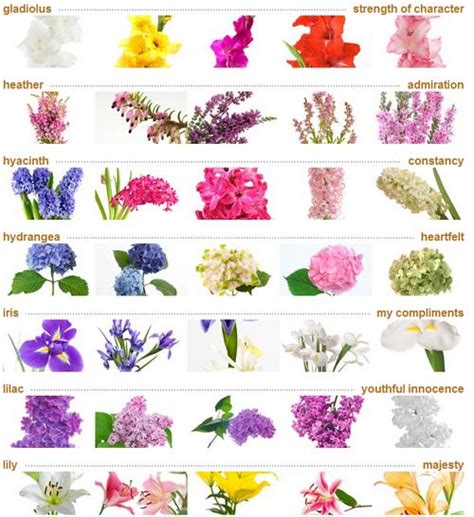 The flowers are still bright yellow, but their petals are long and thin. Names Of Flowers And Meaning - Kisvackor Mindennapjai