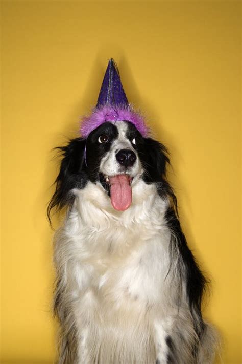 Dog Wearing Party Hat Stock Photo Image Of Celebrate 2045432