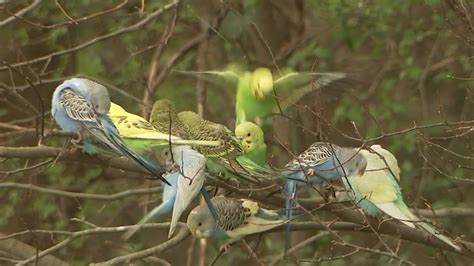 Dozens Of Parakeets Abandoned At West Harris County Park Abc13 Houston