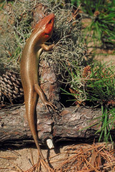 The Types Of Lizards Found In Florida Lizard Types Lizard Reptiles Pet