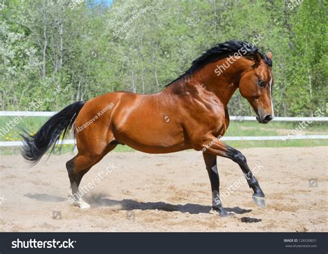 Bay Horse Ukrainian Riding Breed Gallops Stock Photo 126530651