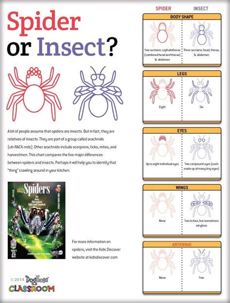 Spider Or Insect With Images Bugs Preschool Insects For Kids