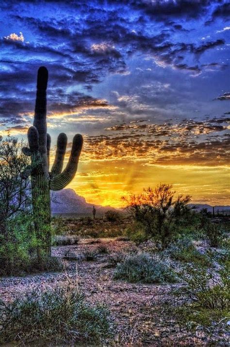 Travel Gallery Sonoran Desert Arizona United States
