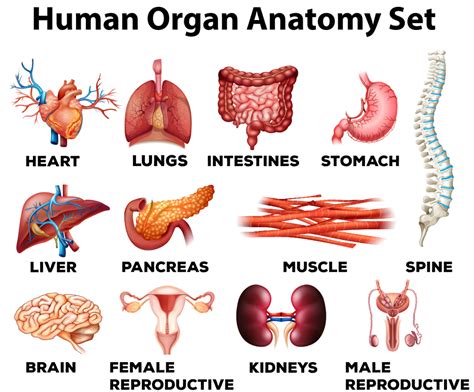 Human Anatomy Organ Organs Internal Organs Anatomy Bi