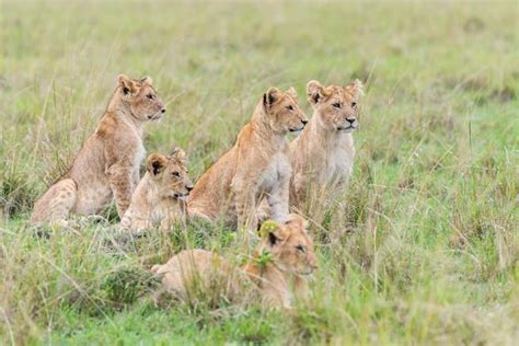 Where Is Best To See Lions In Africa Yellow Zebra Safaris
