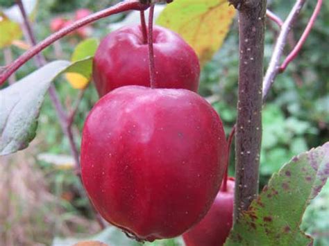 Crab Apple Trees Heritage Varieties From Carrob Growers