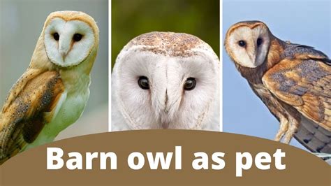Barn Owl Barn Owl Facts Barn Owl Facts For Kids How Long Does