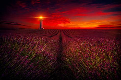 1179x2556px 1080p Free Download Lavender Field At Sunset Lighthouse
