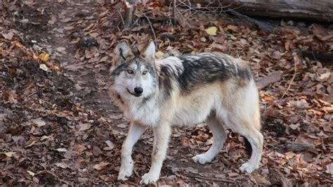 New Mexico Zoo Cares For Endangered Mexican Gray Wolves Abc27
