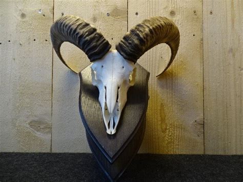 Mouflon Trophy On Shield Ovis A Musimon 39×38×25 Cm Catawiki