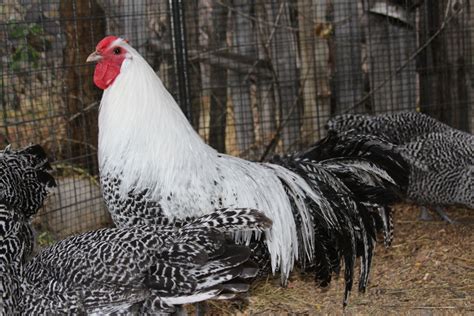 The coolest breed name in all of poultrydom, spectacular good looks, and a history in its native germany that goes back more than 400 years. Riggins FANCY Chickens | Home