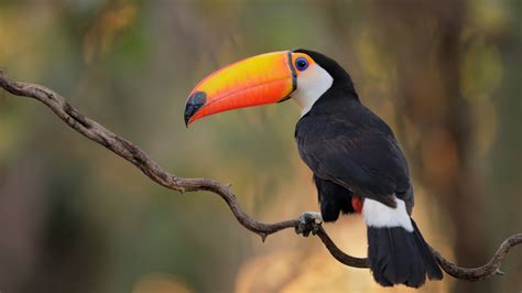 Animal Toucan 4k 5k Hd Wallpapers Hd Wallpapers Id 33292