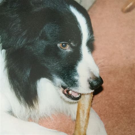 Sam Our Dear Old Collie Born In 1985 I Loved This Boy Collie