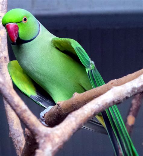 Information About The Gentle And Loyal Indian Ringneck Parakeets Bird