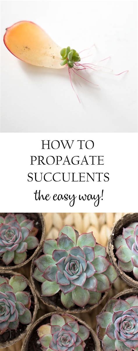 How To Propagate Succulents The Easy Way Propagating Succulents Succulents Succulent
