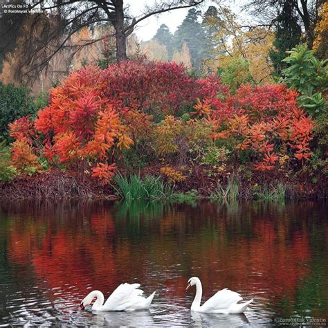 Pin By Gwendolyn Barnhard On Swans My Favorite Bird Lake Landscape