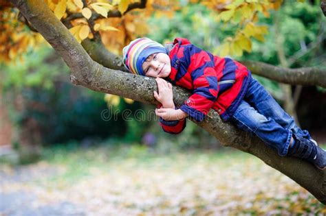 Cute Little Kid Boy Enjoying Climbing On Tree On Autumn Day Preschool