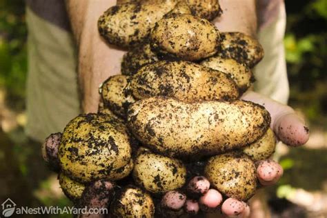 These are just some of the questions that people have in their minds when they see their potatoes. How To Grow Potatoes Indoors In 2020 - A Nest With A Yard