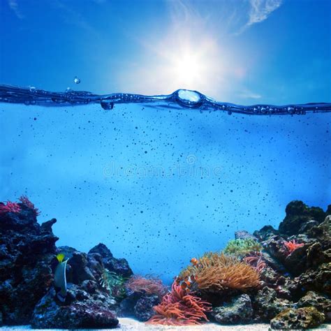 Underwater Scene Coral Reef Blue Sky Stock Image Image Of Water