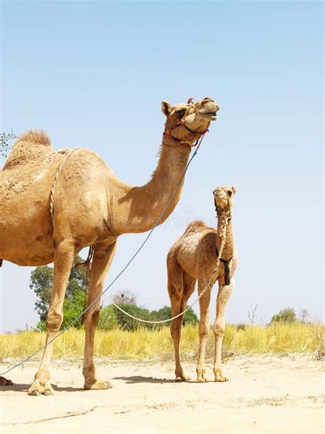 Dos Camellos Asiáticos Foto De Archivo Imagen De Soporte 5218362