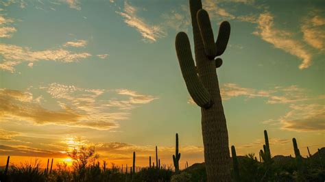 Free Download Hd Wallpaper Western Cactus Saguaro National Park