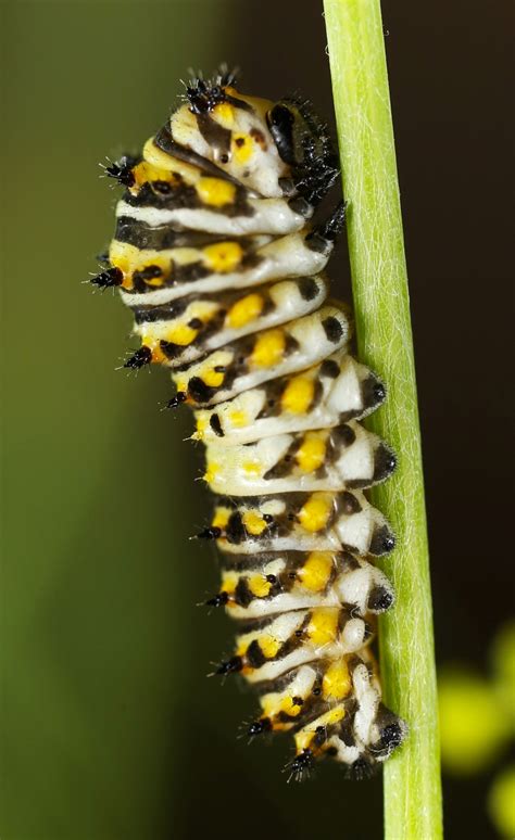 Maybe you would like to learn more about one of these? All of Nature: Black Swallowtail Butterfly Larvae on Dill