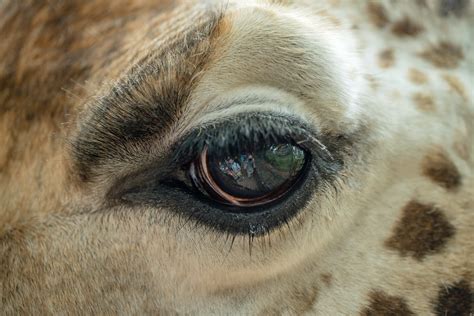 Giraffe Eye Pictures Download Free Images On Unsplash