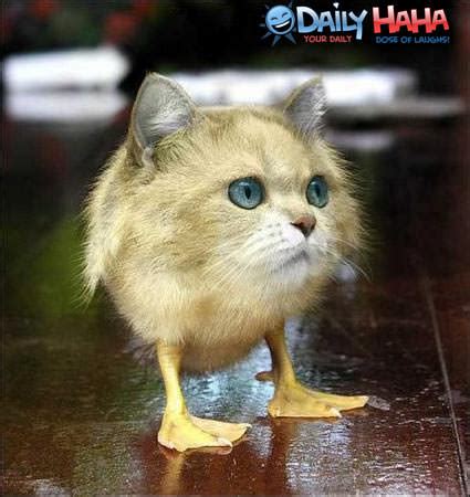 Therefore 6 chickens make 6 eggs in one and a half days, in three days they make 12 eggs and in 6 days make 24. Half Cat, Half Duck