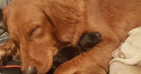 Our Golden Snuggling With Her Pup From A Recent Litter Imgur