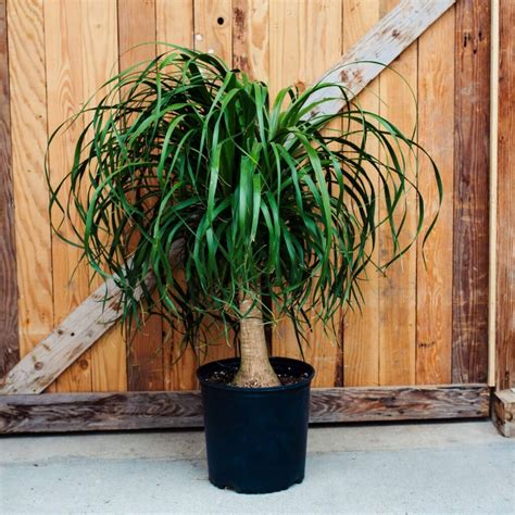 How Often To Water Ponytail Palm？ Plants Care New Planting