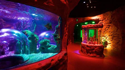 5 Best Aquariums In Orlando Florida Bs Portal