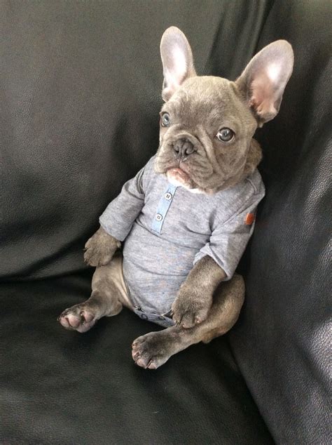 Omg Hes In A Onesie French Bulldog Puppy French Bulldog Puppies