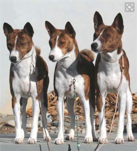 Brindle And White Basenji Trio Basenji Puppy Military Dog Collar