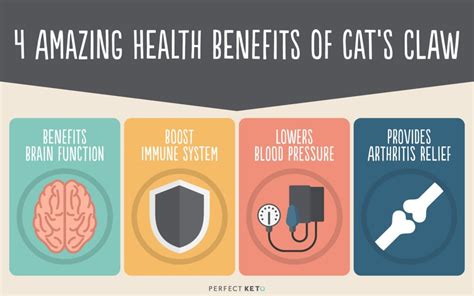 Cats Claw 4 Science Backed Benefits Perfect Keto