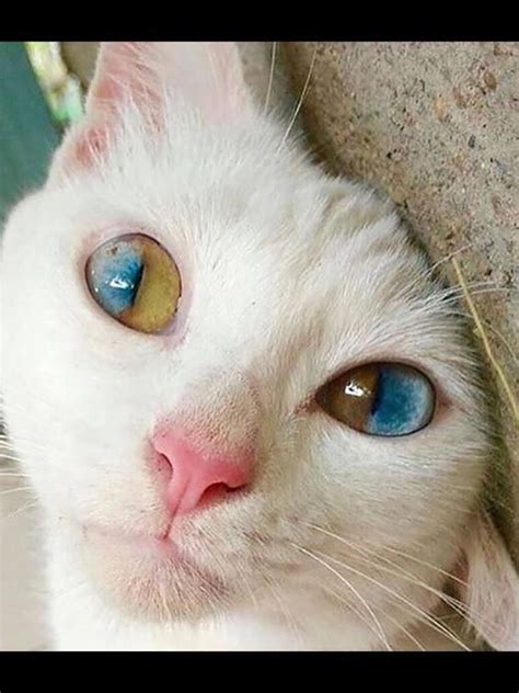 These 22 Cats With Heterochromia Have Captivated Our Souls And We Dont